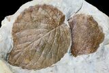 Three Fossil Leaves (Zizyphoides & Davidia) - Montana #165032-1